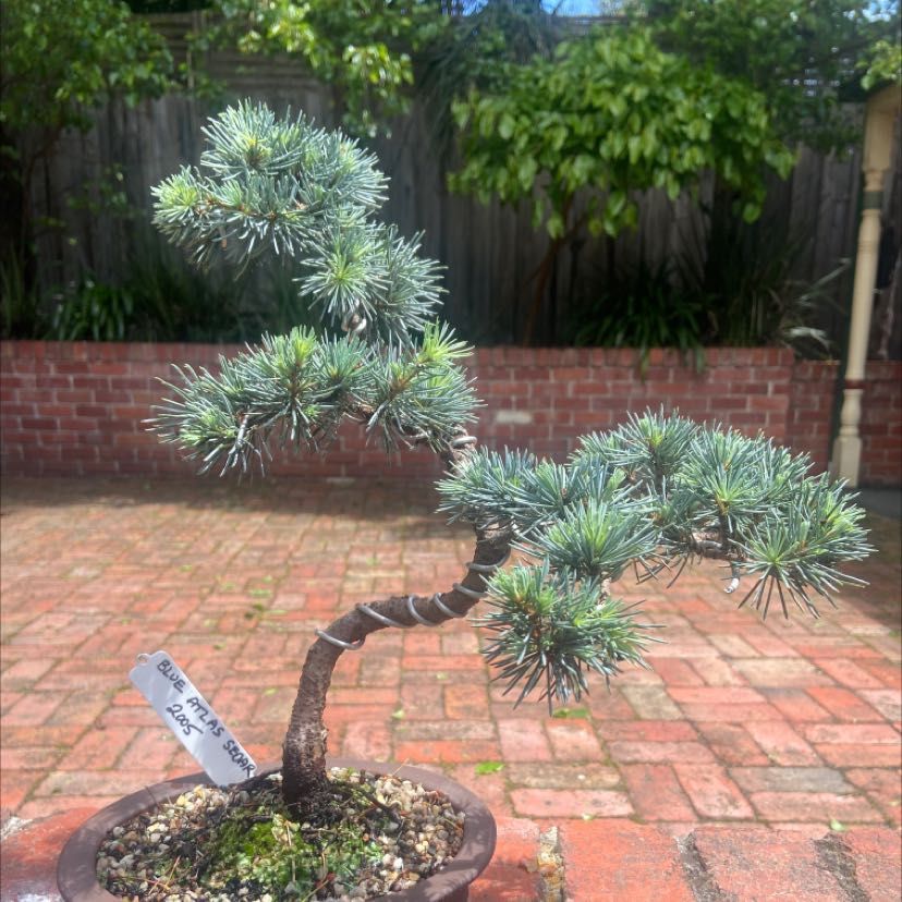 Bonsai-style Atlas Cedar plant in a small pot with dense, green foliage.