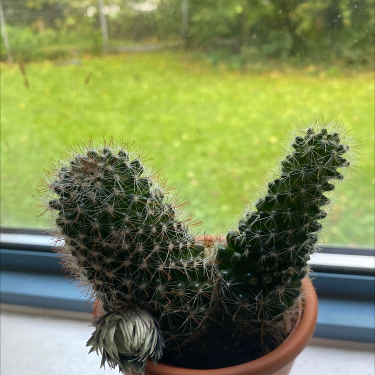 Photo of the plant species cactus by @Fran14 named Alieu’s Cactus on Greg, the plant care app