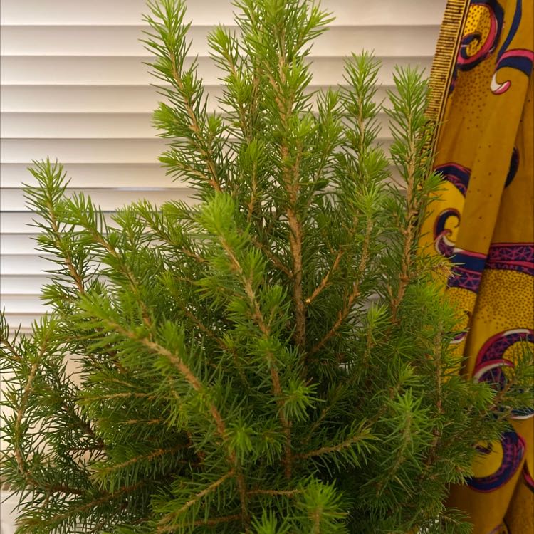 Healthy Picea glauca plant indoors near a window with blinds and a colorful curtain.
