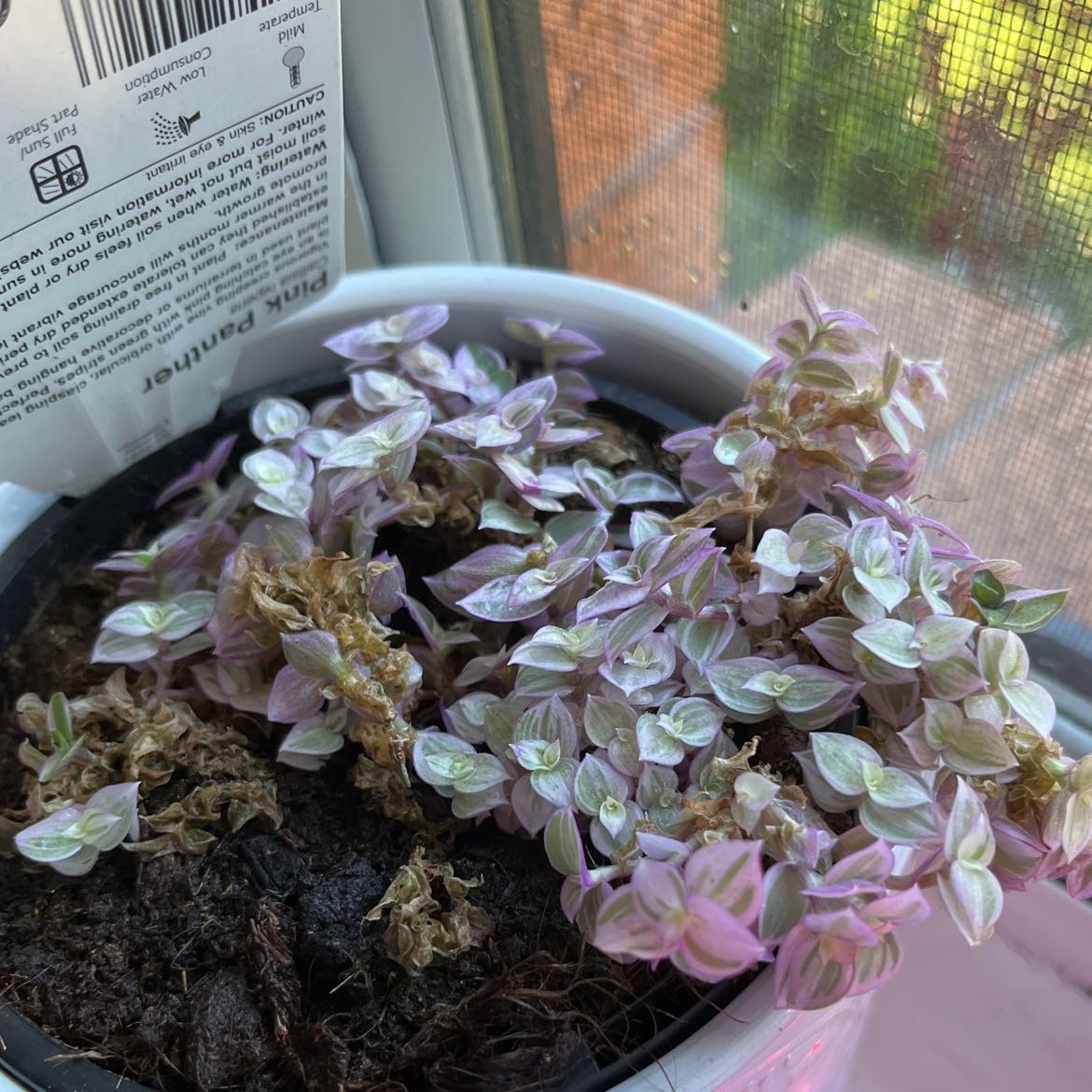 Photo of the plant species pink panter by @Aggiemay named Pink panther on Greg, the plant care app