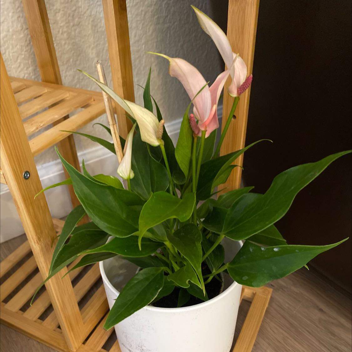 Pink Calla Lily plant in a white pot with green leaves and pink flowers, some wilted.
