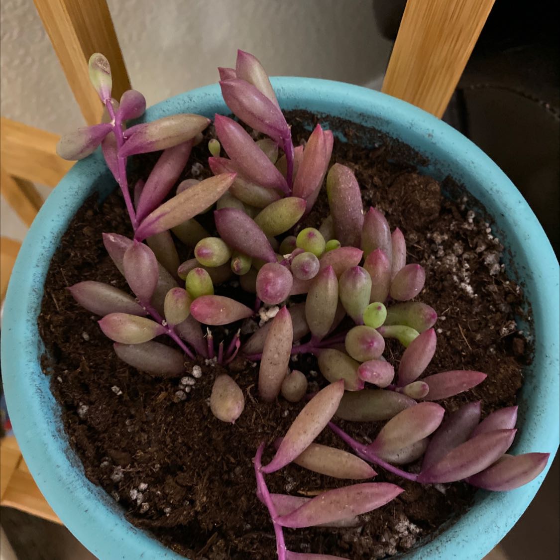 Photo of the plant species Blochman's Liveforever by @IconBogbirch named Purpley on Greg, the plant care app