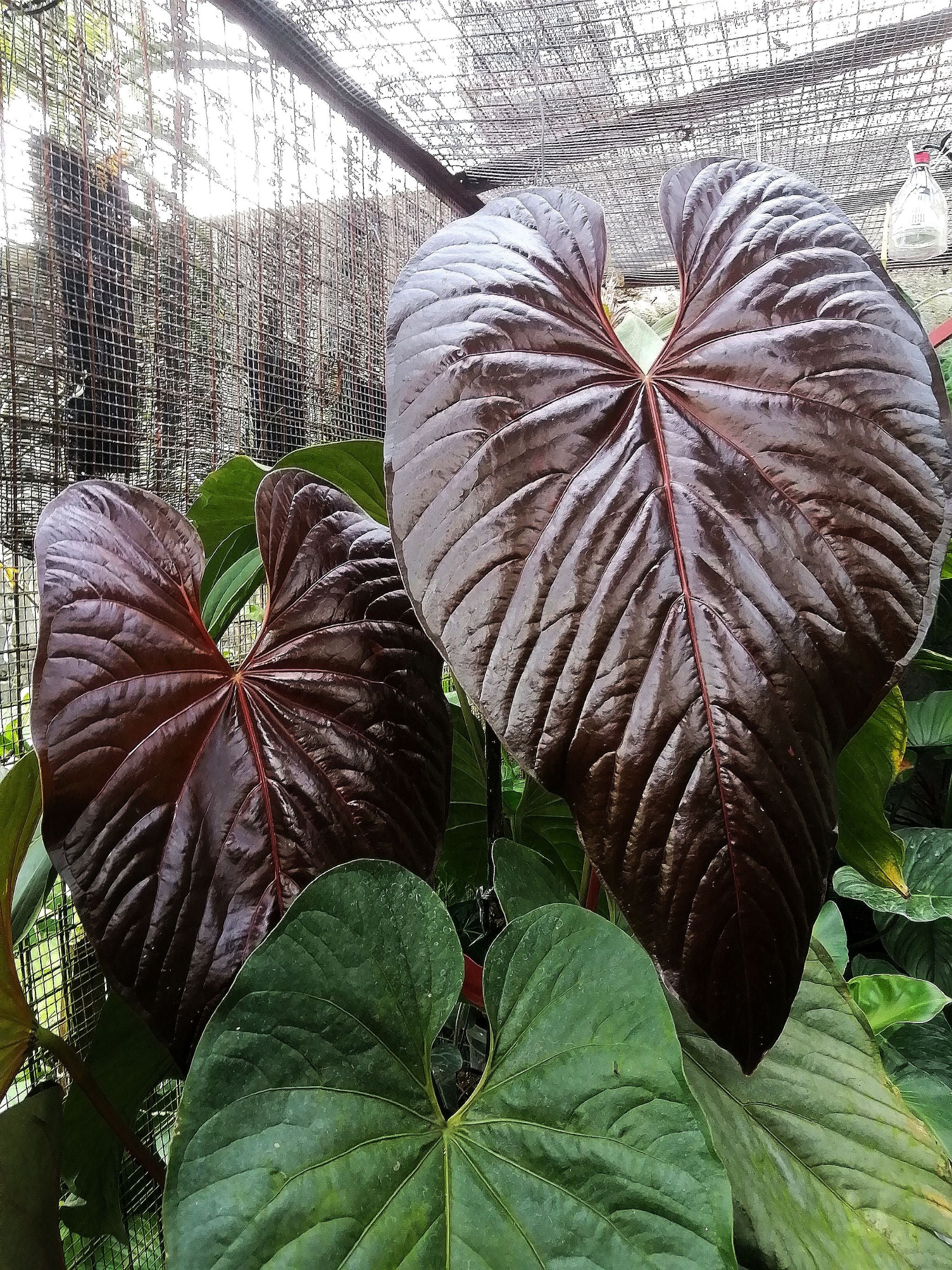 Anthurium moodeanum