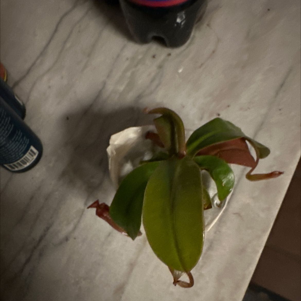 Photo of the plant species Hebe Stricta by @PetTigerjade named Your plant on Greg, the plant care app