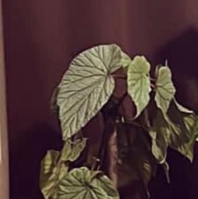 Photo of the plant species Begonia Bamboo by @ModernAdelinia named Your plant on Greg, the plant care app