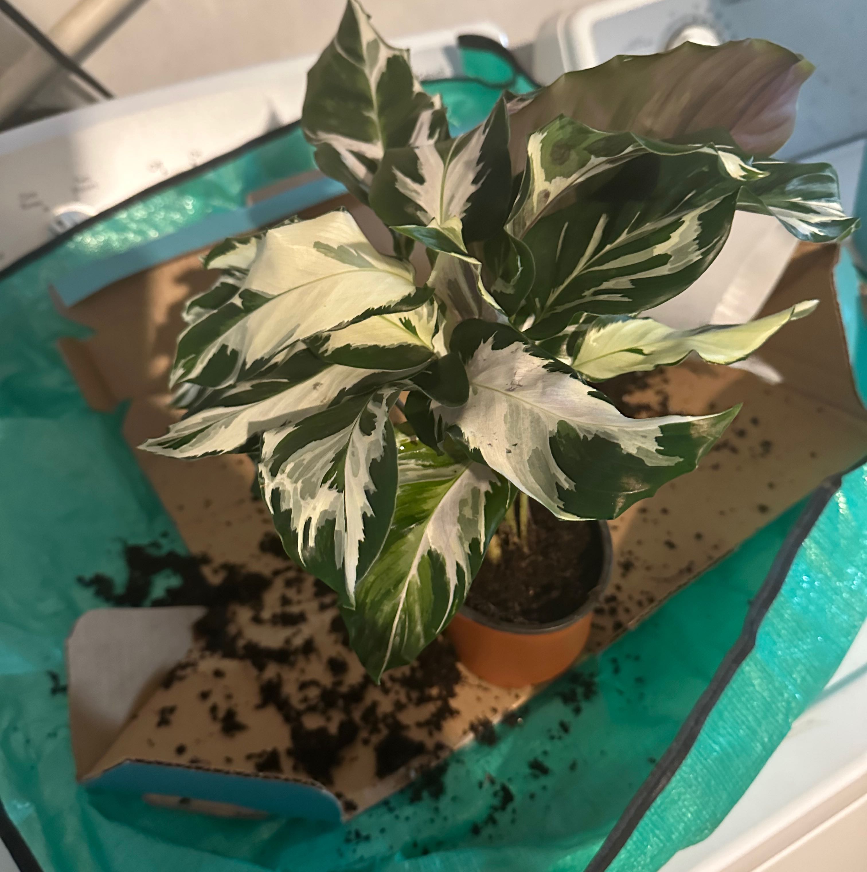 Photo of the plant species White Fusion Peacock Plant by @CertainChollipo named Wynter on Greg, the plant care app