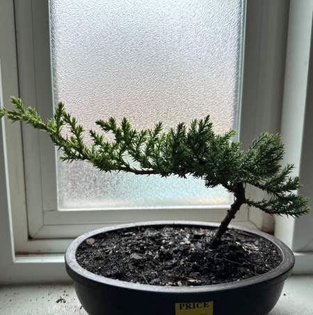 Photo of the plant species Sargent Juniper by @ChicLemonfern named Dr. Treebotnic on Greg, the plant care app