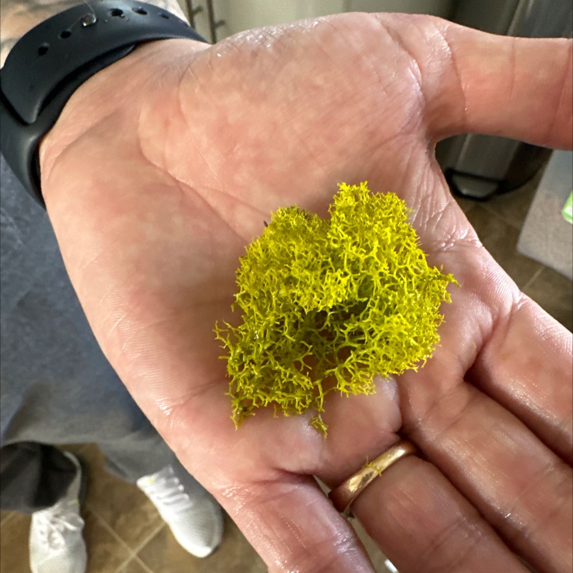 Photo of the plant species Wolf lichen by @AffectiveRedash named Your plant on Greg, the plant care app