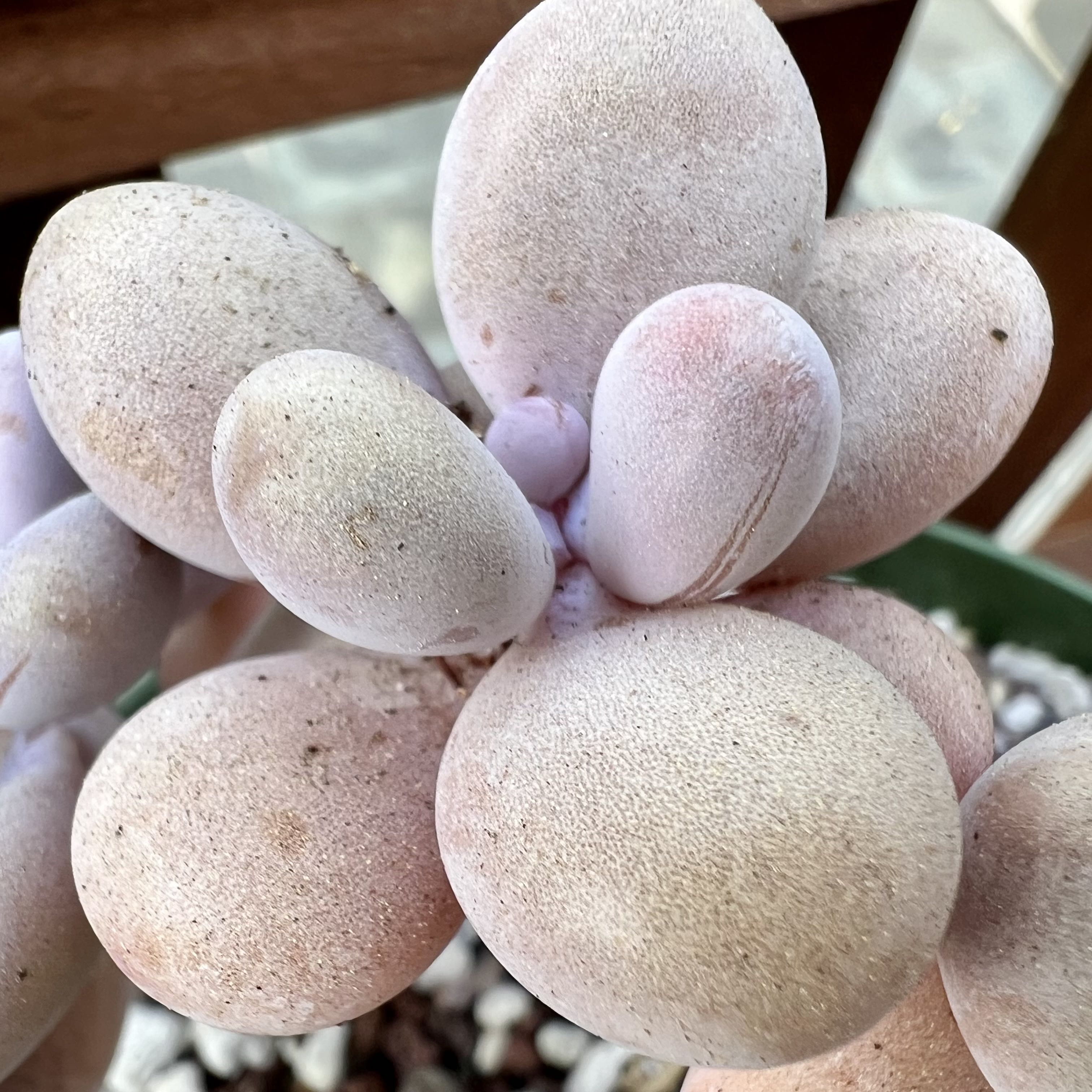 Photo of the plant species Moonstone by @wrecks named Pink Moonstones on Greg, the plant care app