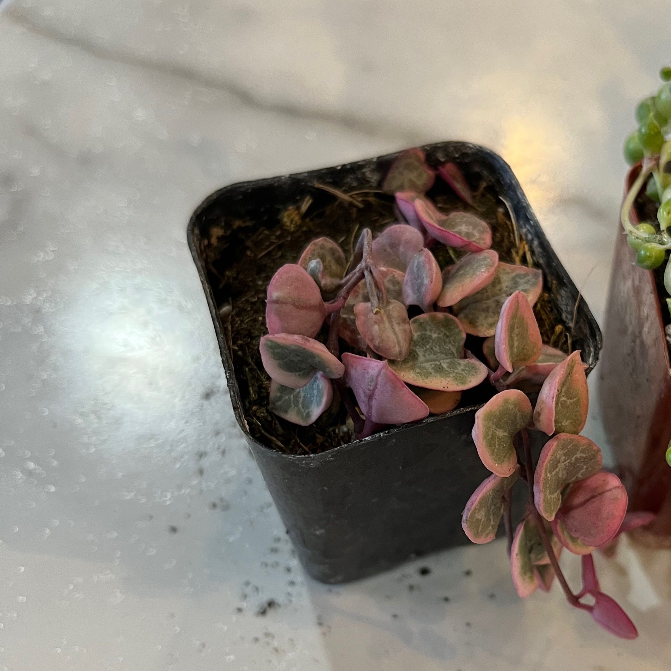 Variegated String of Hearts plant in a small black pot with visible soil.
