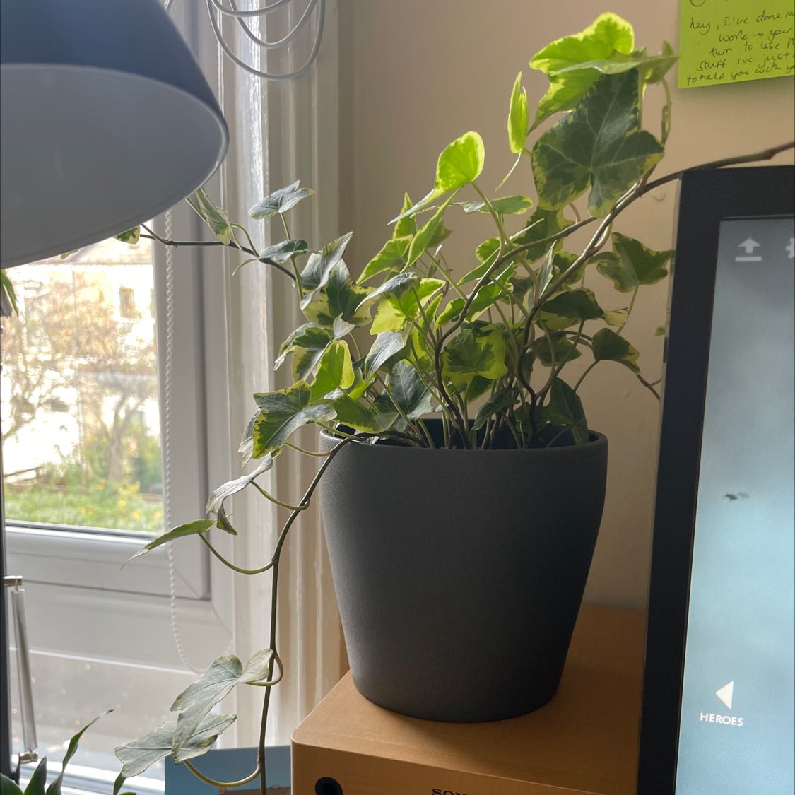 Potted English Ivy 'Goldchild' indoors near a window, healthy with variegated leaves.