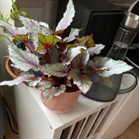Photo of the plant species Begonia Beleaf® 'Inca Flame' by Piranyeah named Begonia on Greg, the plant care app