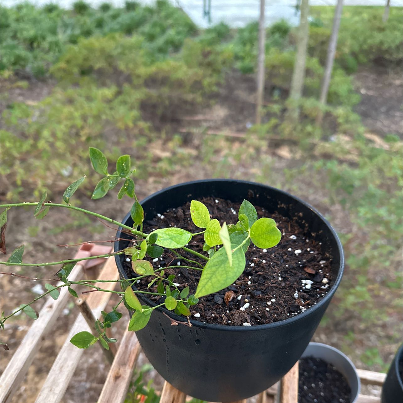 Potted Bittersweet plant with green leaves and visible soil.