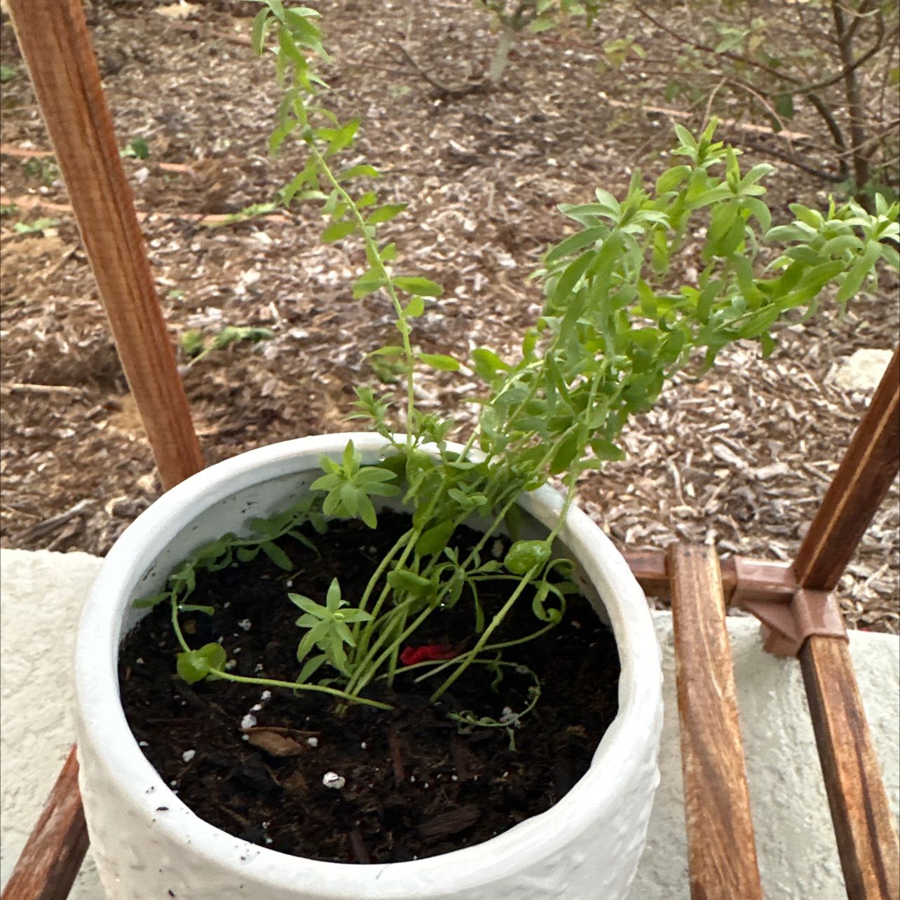 Plant care for Flax 'Crystal' on Greg, the plant care app