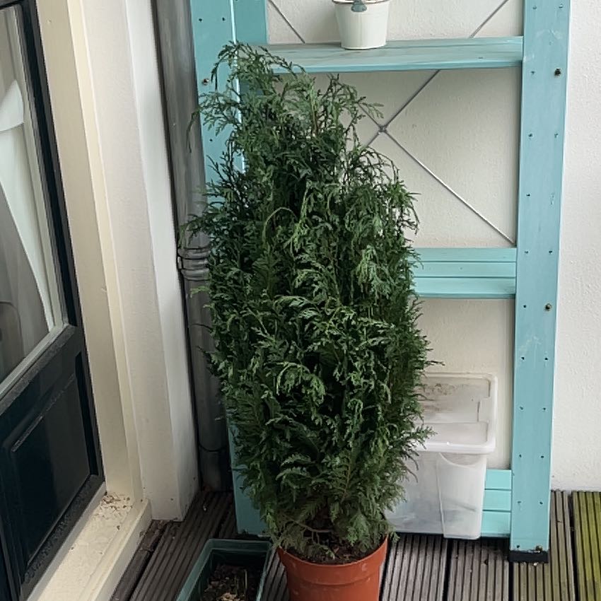 Lawson Cypress plant in a pot on a wooden deck, appears healthy with dense green foliage.