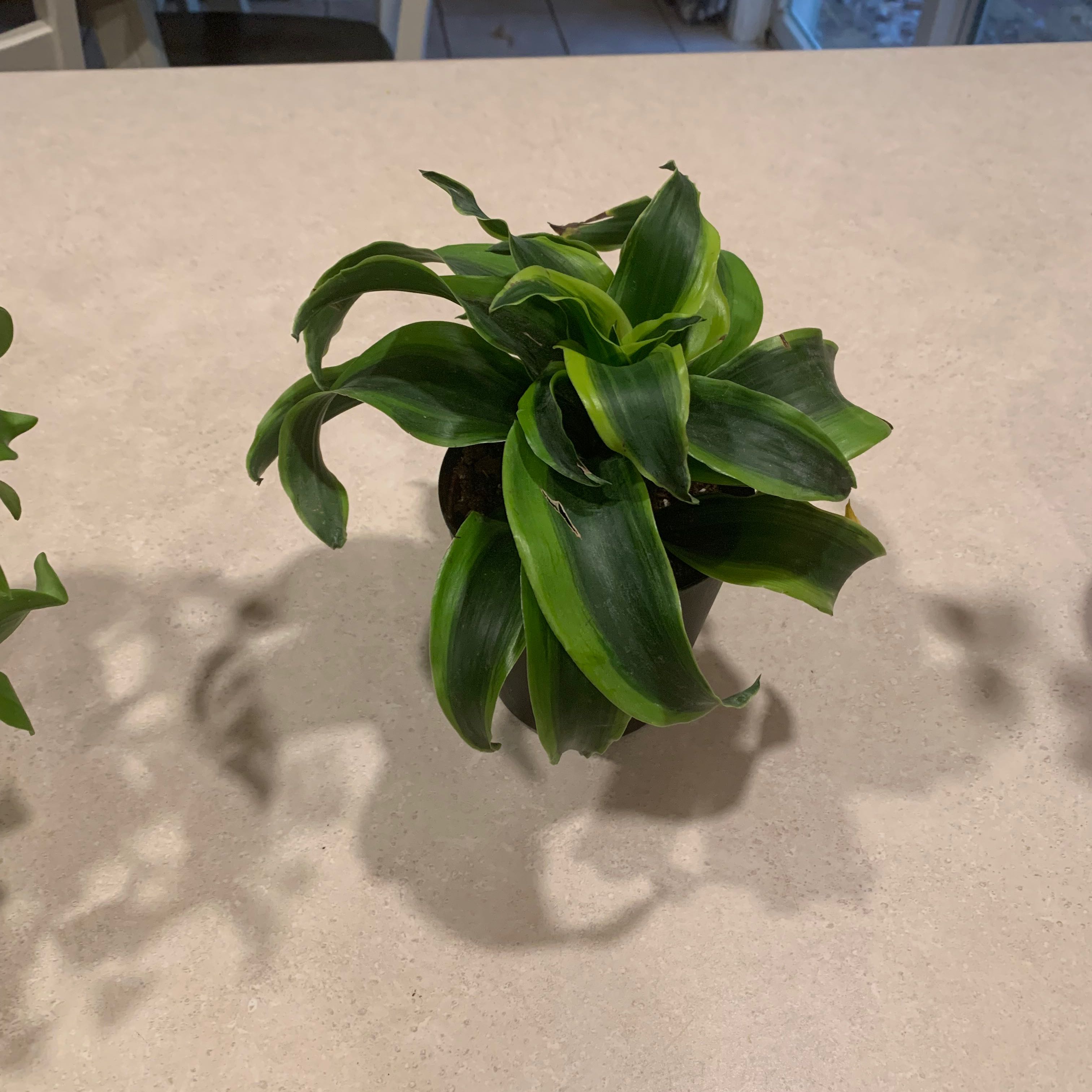 Dracaena 'Tornado' plant with healthy green leaves on a light-colored surface.