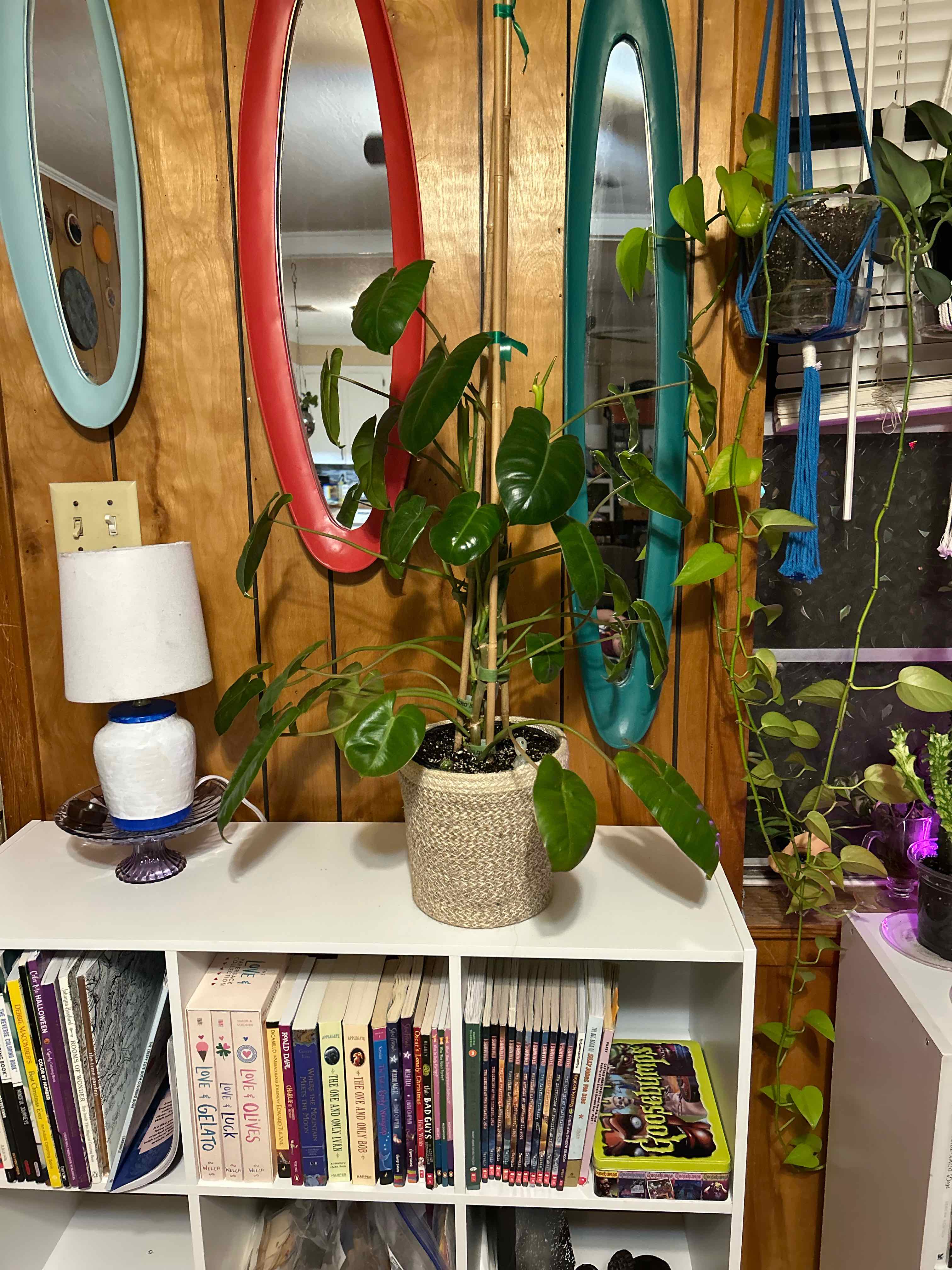 🪴philodendron- Ives