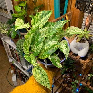 Marble Queen Pothos plant in Petal, Mississippi