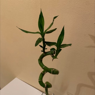 Lucky Bamboo plant in Petal, Mississippi