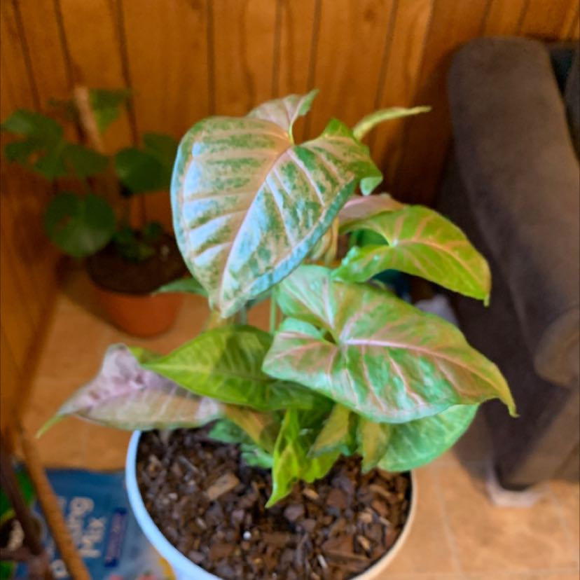 🥬syngonium- Dolly Planton