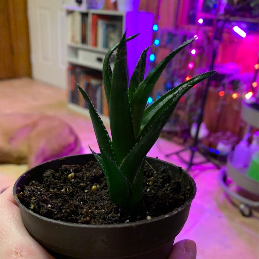 Potted Alworthia 'Black Gem' plant with visible soil, held by a hand.