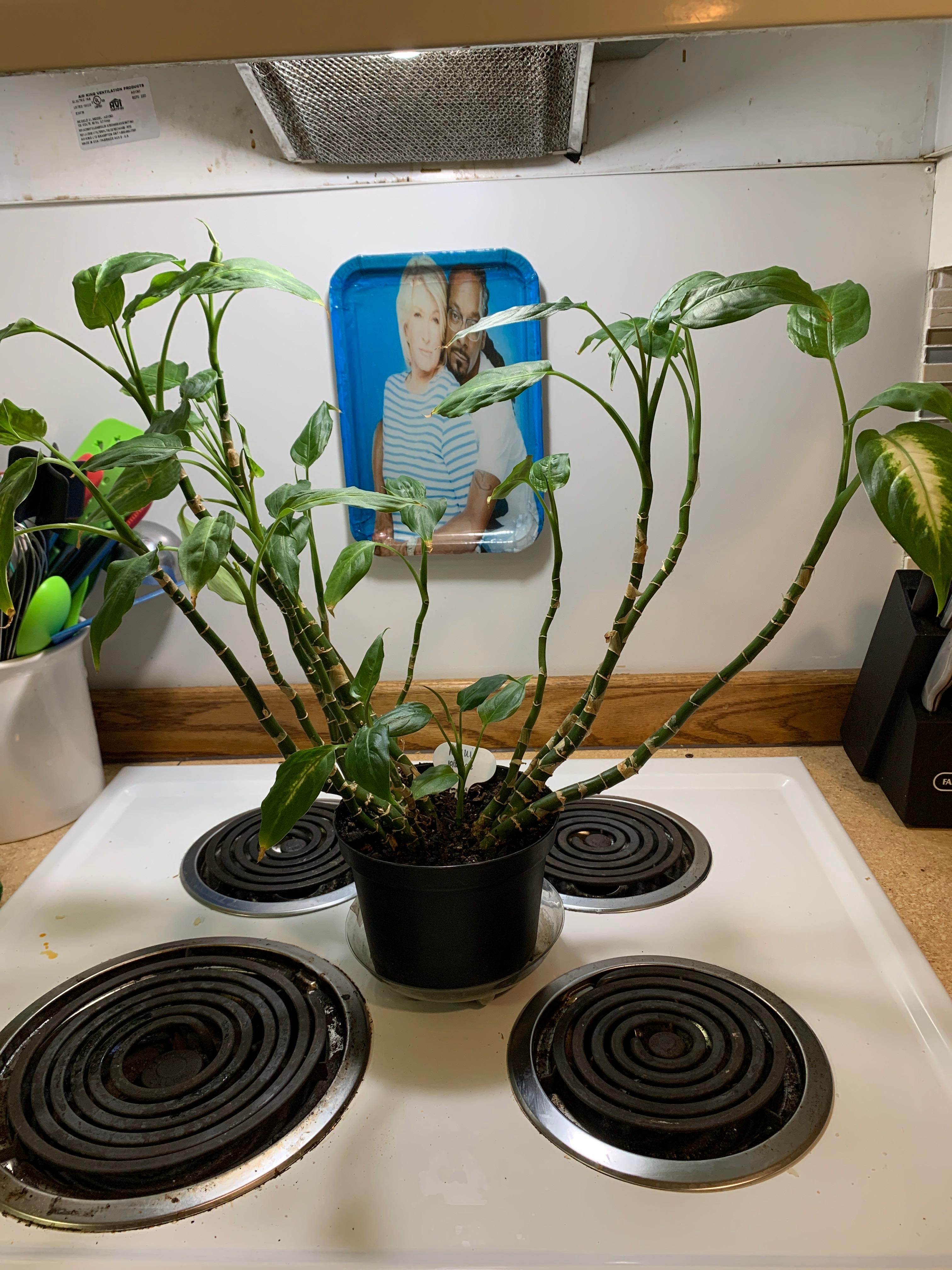 Dumbcane 'Delilah' Plant Care Water, Light, Nutrients Greg App 🌱