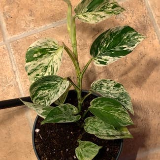 Marble Queen Pothos plant in Petal, Mississippi