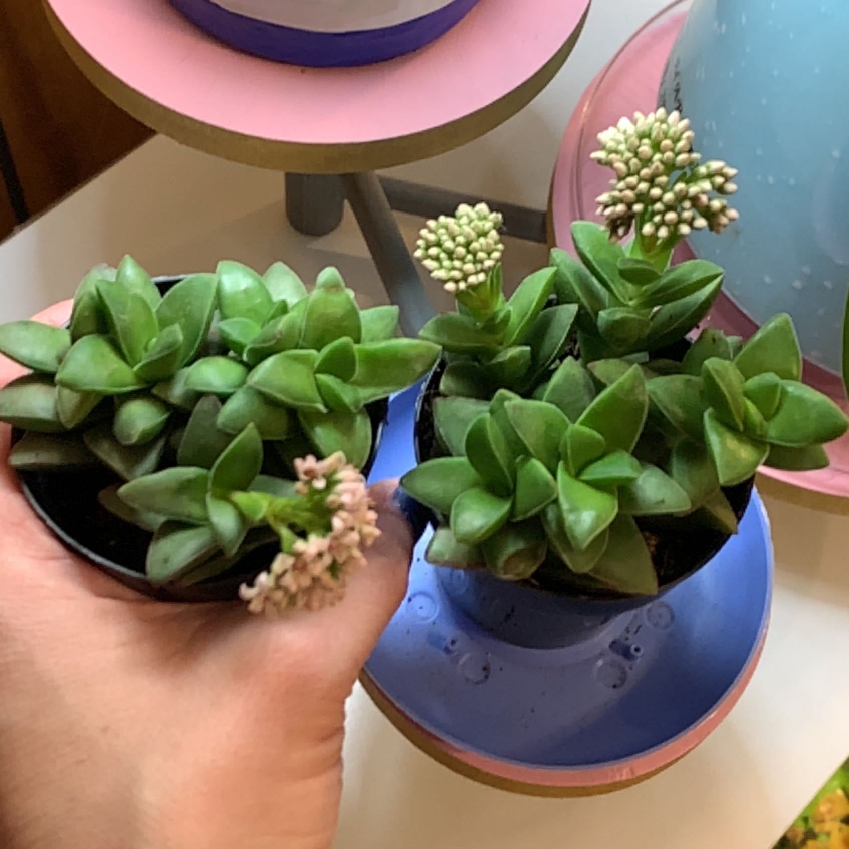 Two Crassula 'Springtime' plants with green leaves and small white flowers, held by a hand.