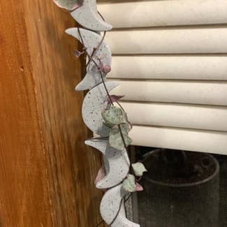variegated string of hearts plant in Petal, Mississippi