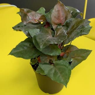 Syngonium 'Maria Allusion' plant in Petal, Mississippi