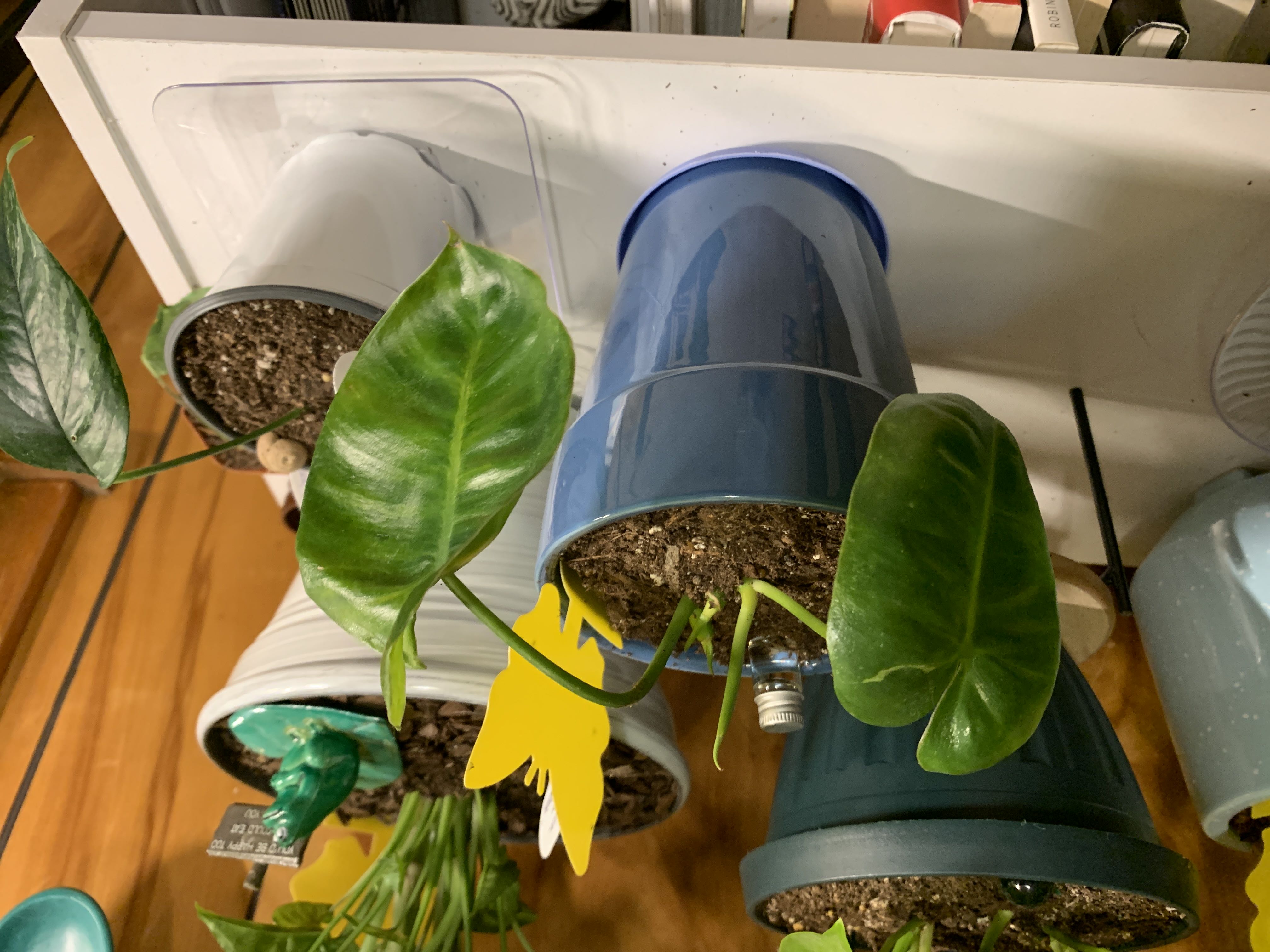 Photo from the post