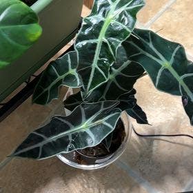 Alocasia Polly Plant plant in Petal, Mississippi