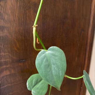 Heartleaf Philodendron plant in Buford, Georgia