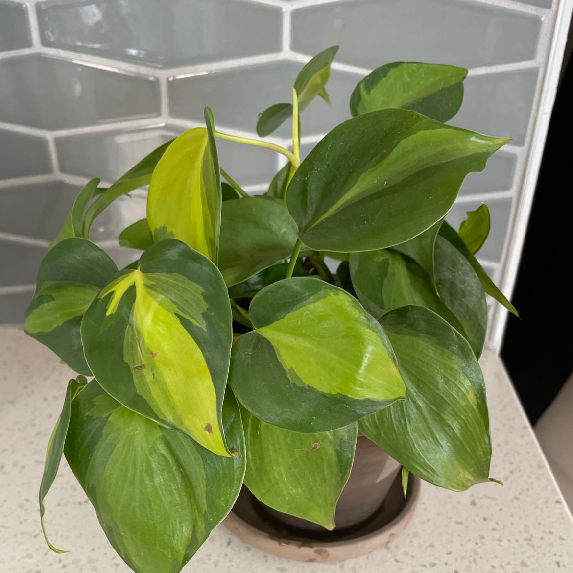Photo of the plant species Philodendron Brasil by @WinShamrock named Rio on Greg, the plant care app