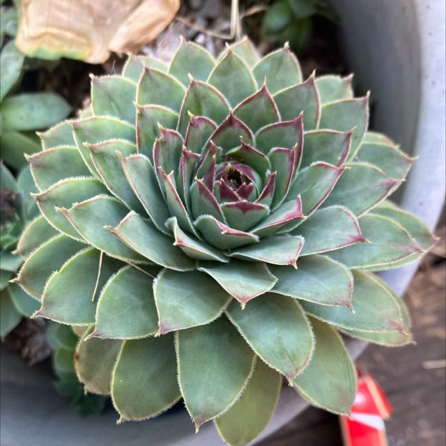 Photo of the plant species Hens and Chicks by @EternalRamarama named Your plant on Greg, the plant care app