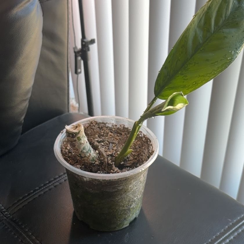 Photo of the plant species Chinese Evergreen by @aneysaaaa named Granny on Greg, the plant care app
