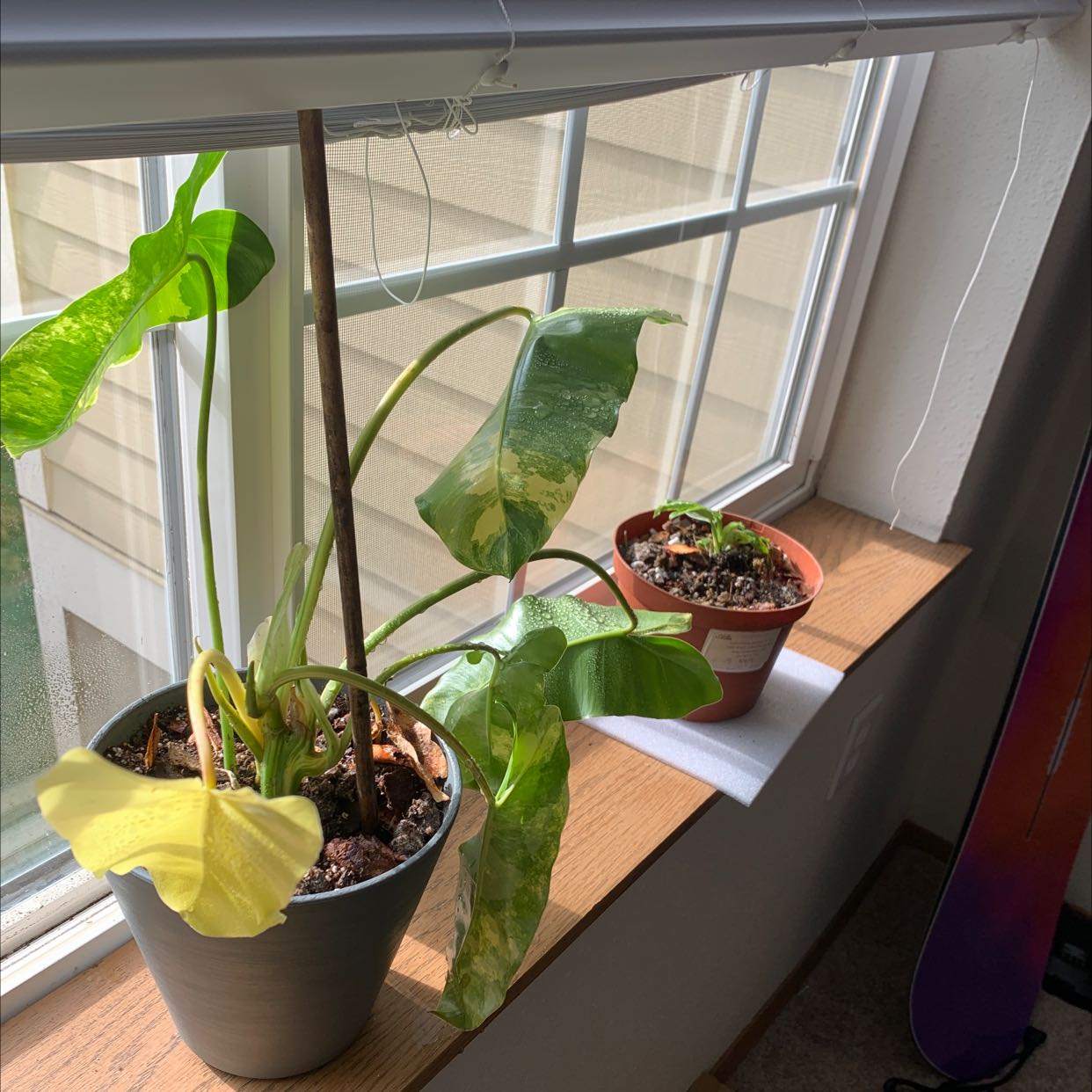 Philodendron Burle Marx plant on a windowsill with yellowing and browning leaves.