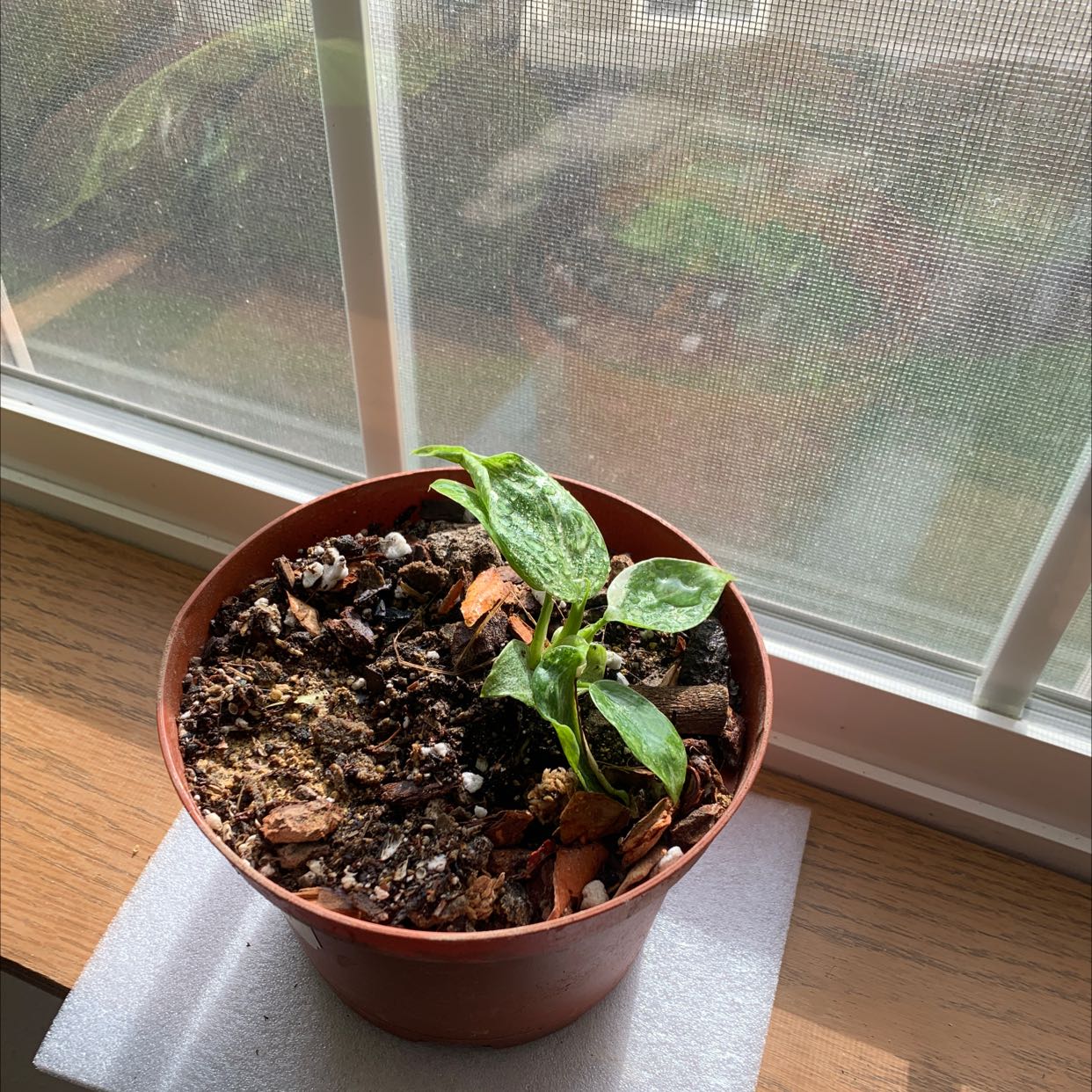 Philodendron 'Jose Buono' plant in a pot on a windowsill with visible soil.
