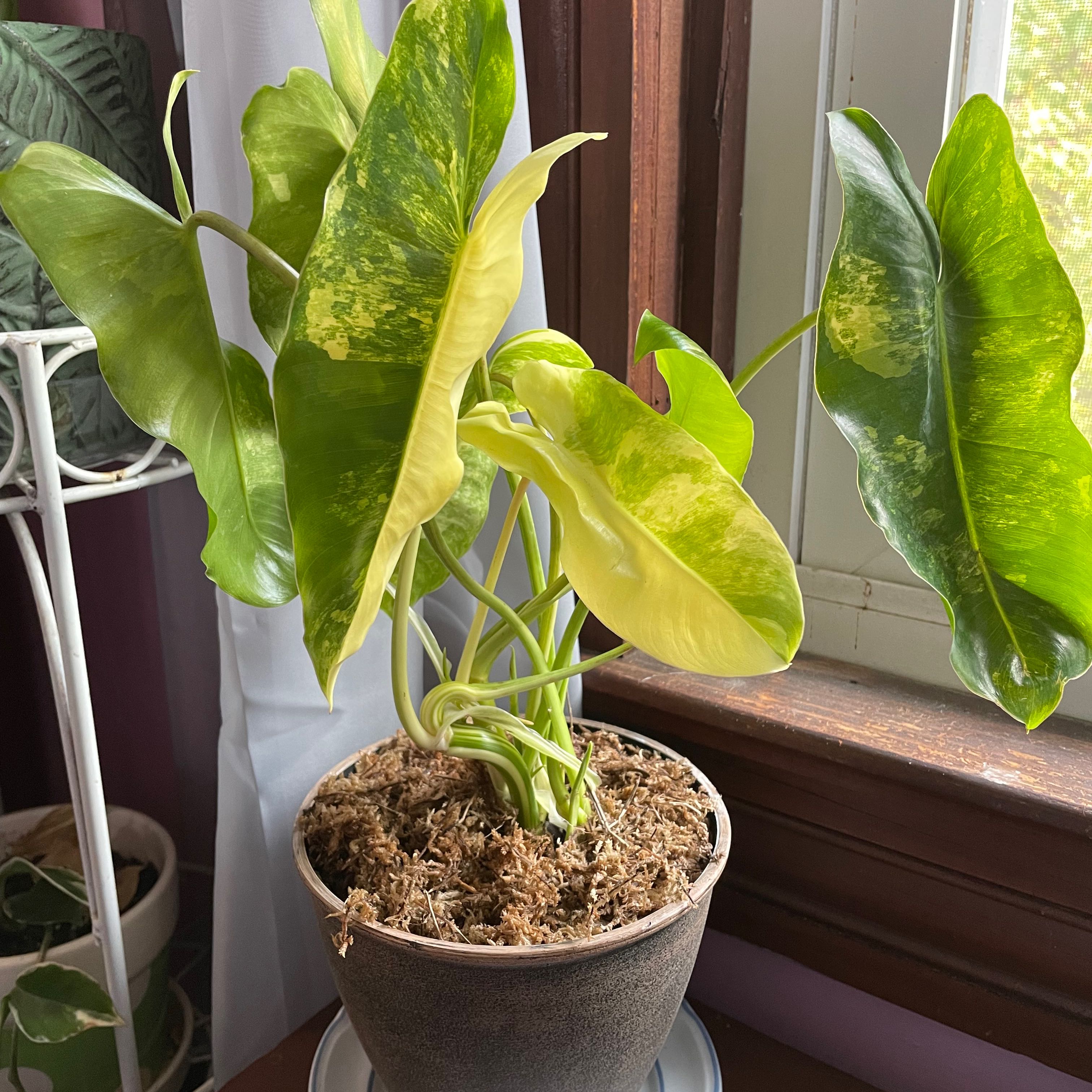 Philodendron Burle Marx plant in a pot near a window with some yellowing and browning leaves.