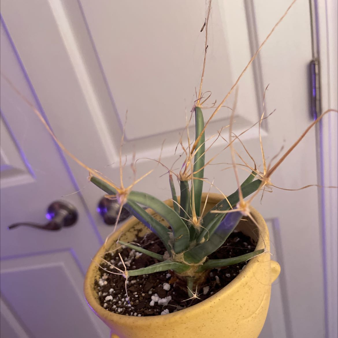 Photo of the plant species Agave Cactus by @EuphoricRedvein named Cass on Greg, the plant care app
