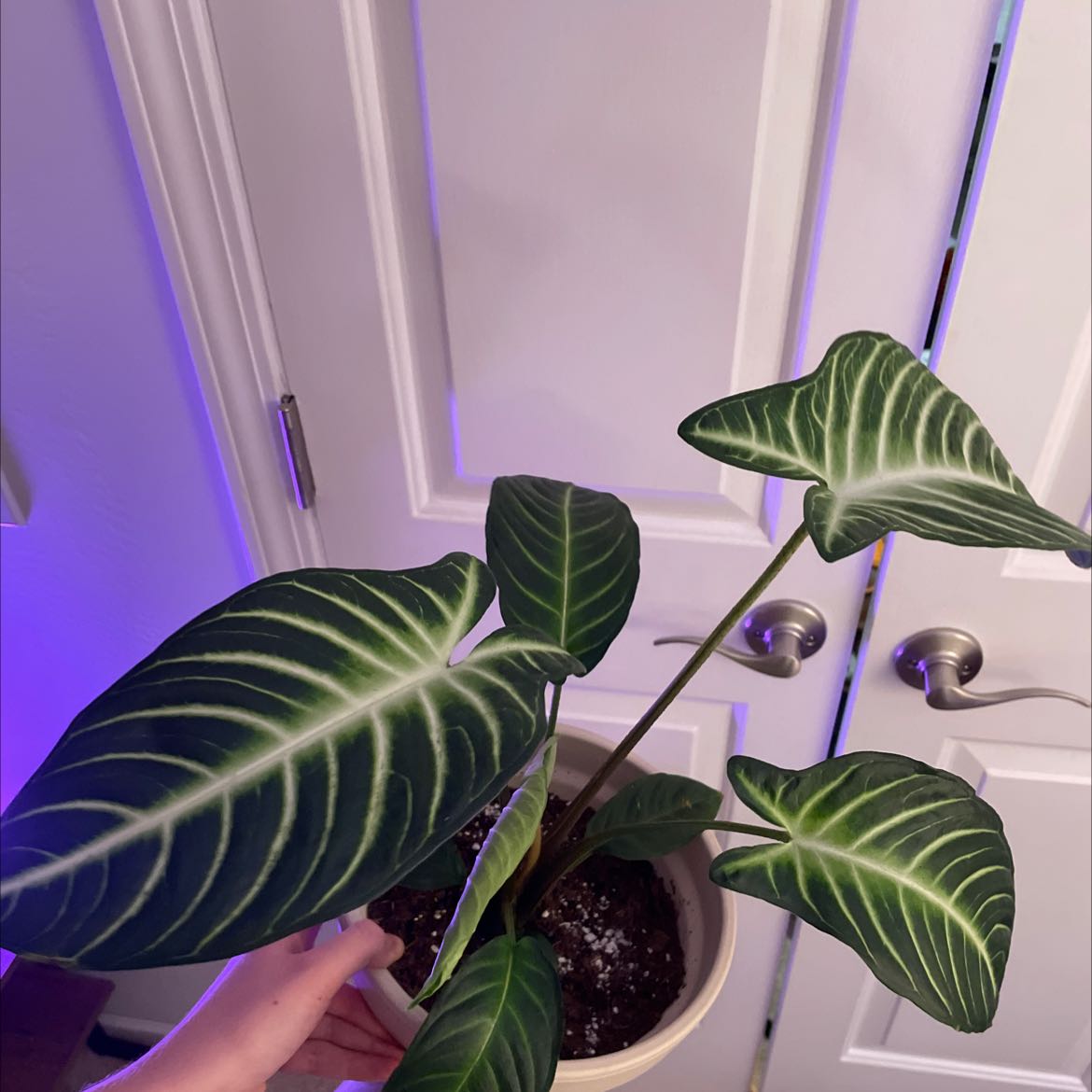 Caladium lindenii 'Magnificum' plant with large green leaves and white veins, held by a hand.