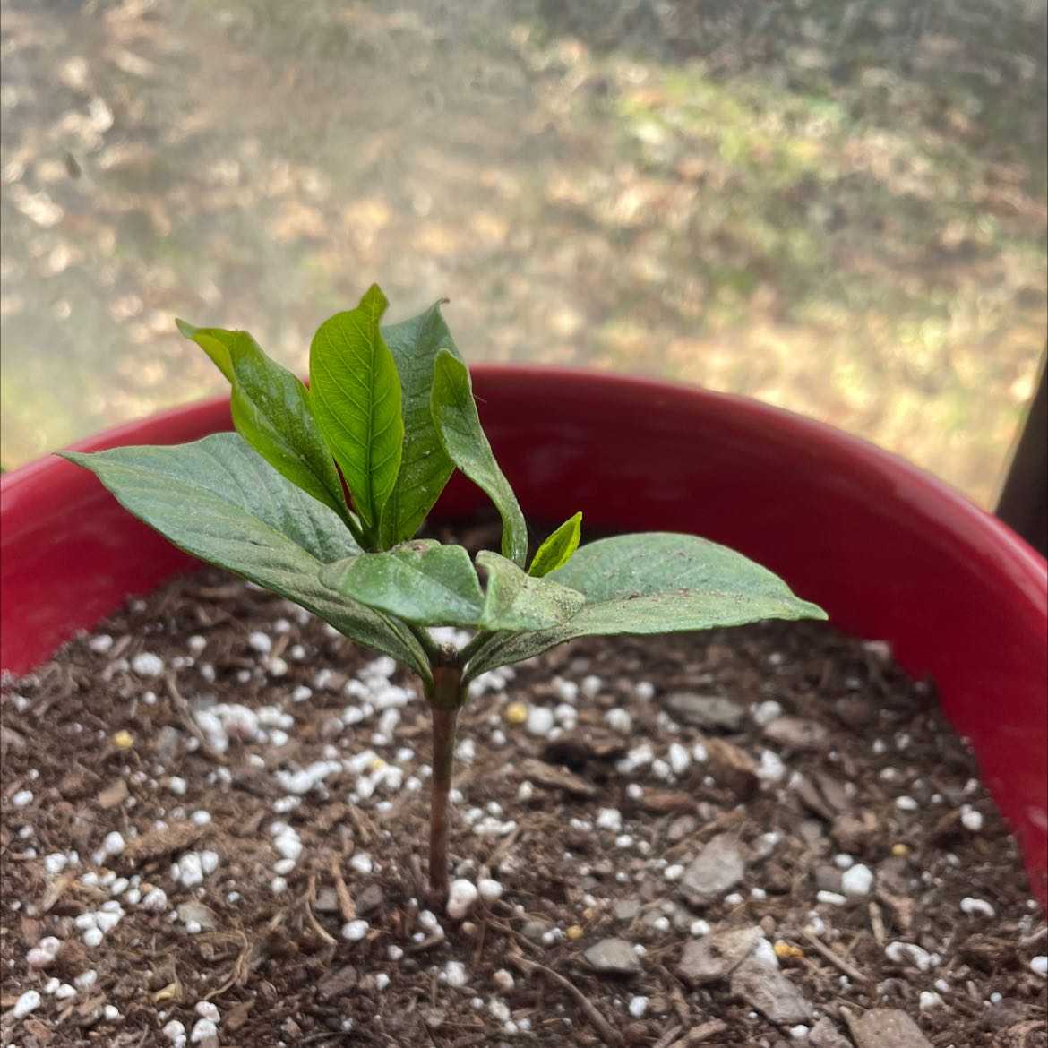 Young Common Gardenia plant in a red pot with visible soil.