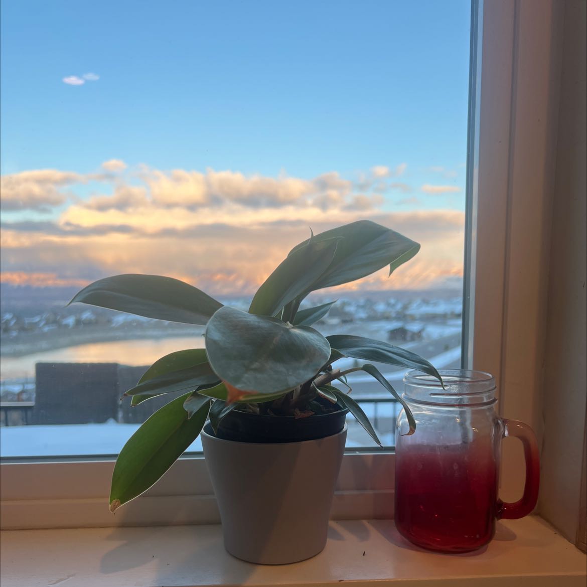 Philodendron 'Imperial Green' plant on a windowsill with a scenic view in the background.
