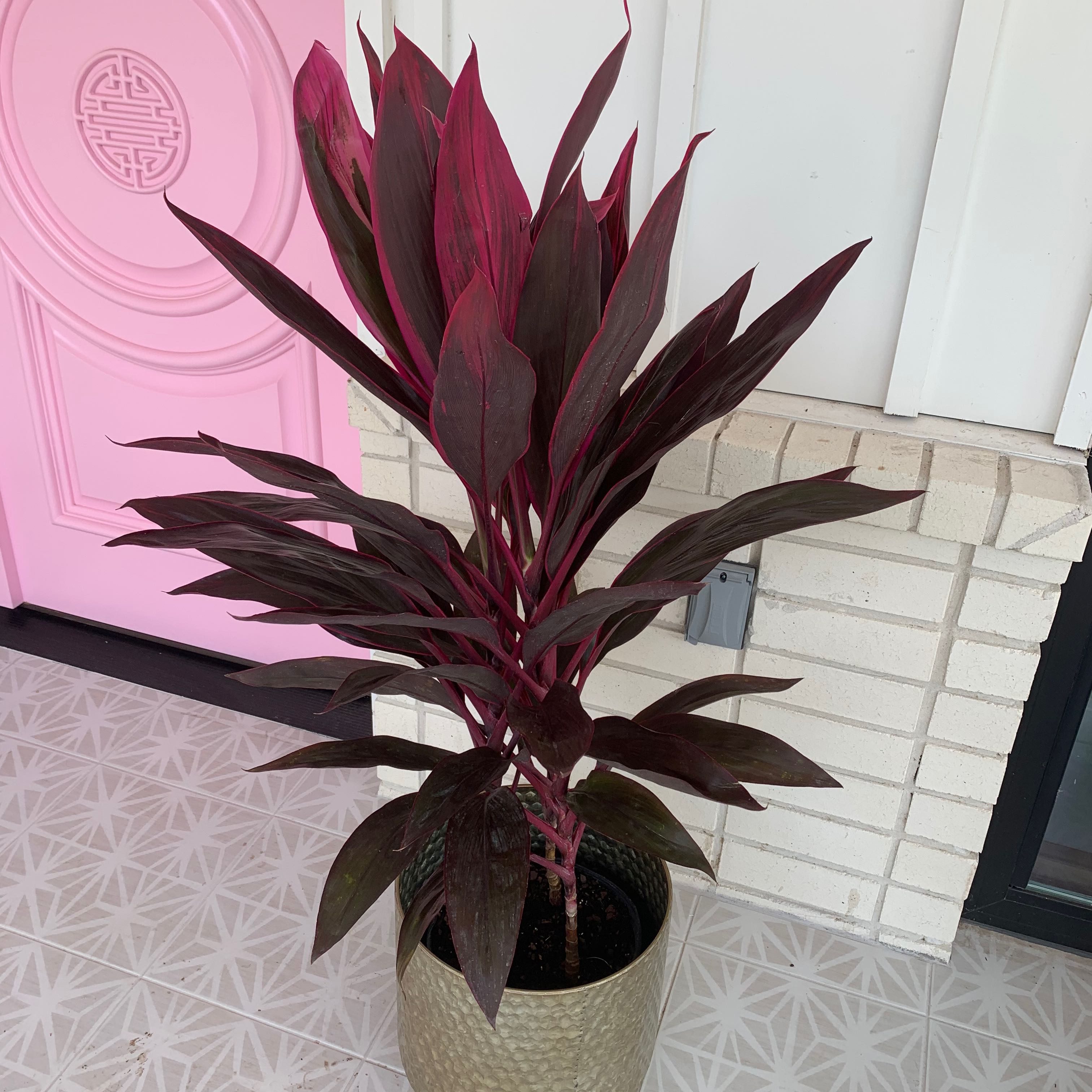 Photo of the plant species Ti Plant by @MovingWateroak named Cordyline on Greg, the plant care app