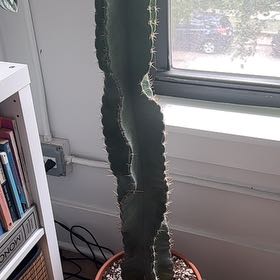Photo of the plant species Cereus Cactus by @chadirino named Don Hamon on Greg, the plant care app
