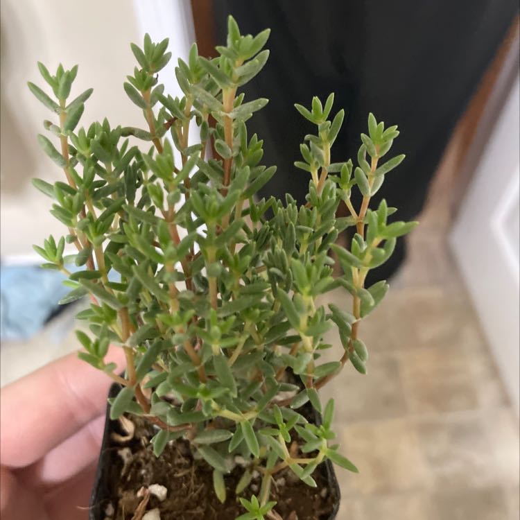 Photo of the plant species Crassula biplanata by @SpunkySaguaro named Rose on Greg, the plant care app