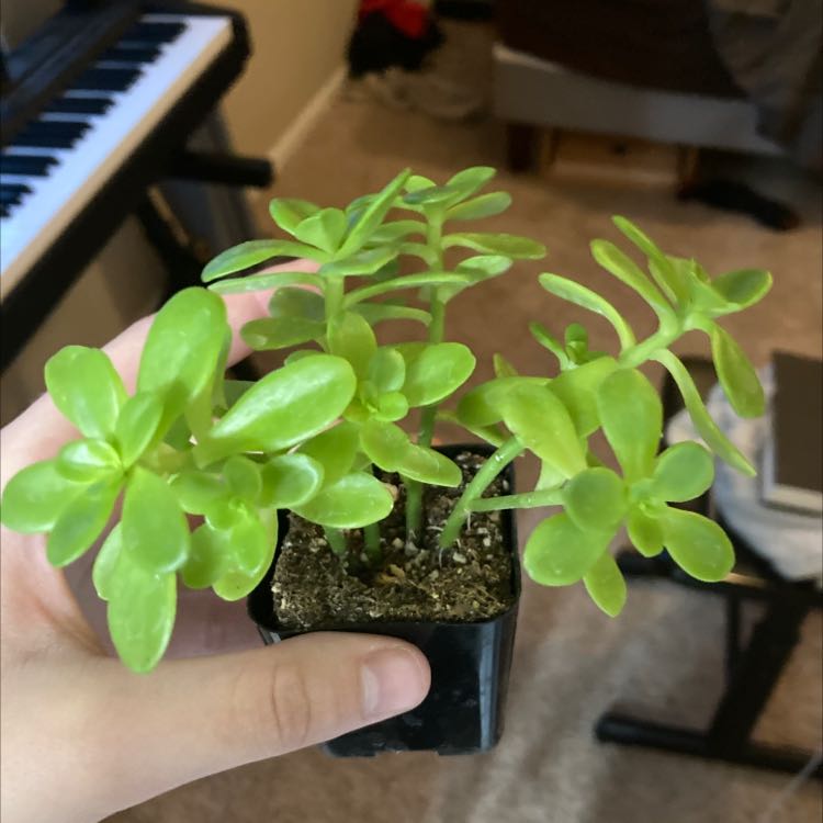 Photo of the plant species Sedum confusum by @SpunkySaguaro named Mexi on Greg, the plant care app