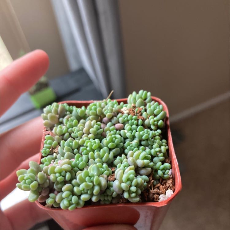 Photo of the plant species Corsican Stonecrop by @SpunkySaguaro named Bubbles on Greg, the plant care app