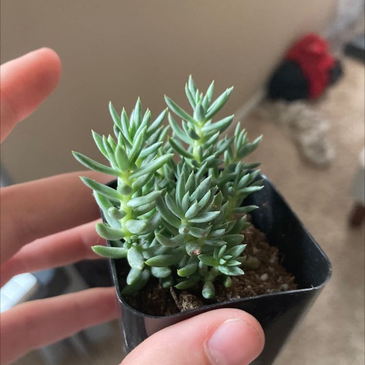 Photo of the plant species Pale Stonecrop by @SpunkySaguaro named Tails on Greg, the plant care app