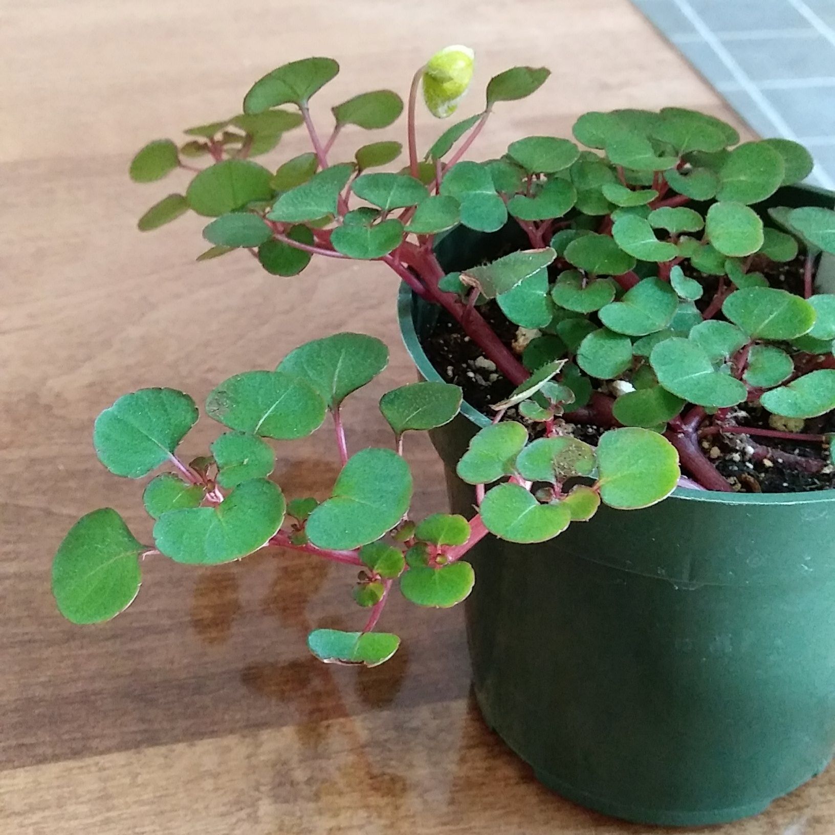 Photo of the plant species Yellow Impatiens by @Lexi104 named Landon on Greg, the plant care app